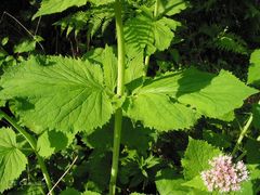 Valeriana pyrenaica