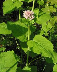 Valeriana pyrenaica
