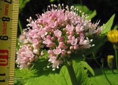 Valeriana pyrenaica