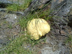 Buchwaldoboletus sphaerocephalus
