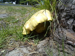 Buchwaldoboletus sphaerocephalus