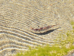Macroramphosus