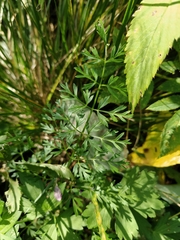 Selinum carvifolia