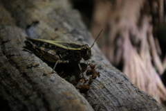 Calliptamus barbarus