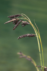 Carex frigida