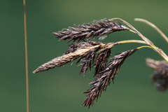 Carex frigida