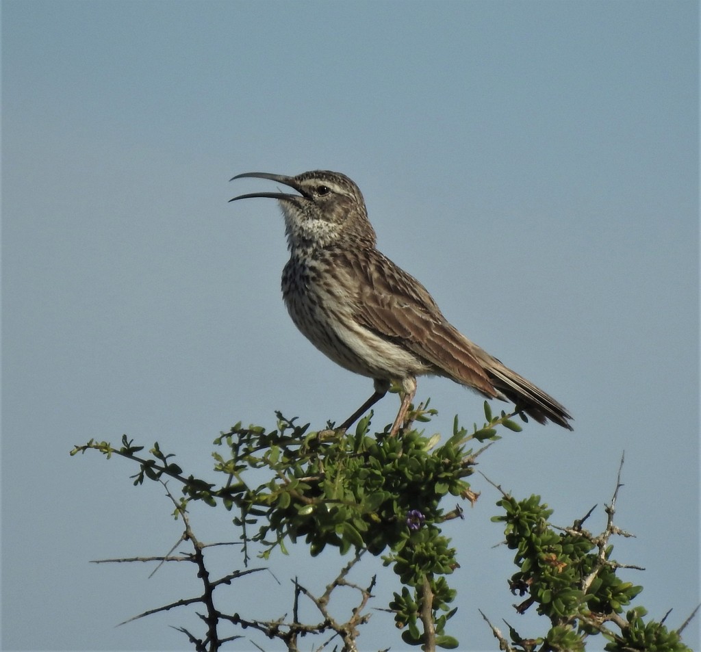 Cape Long-Billed Lark