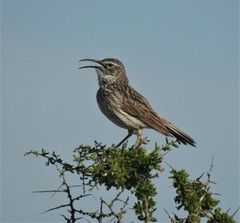 Certhilauda curvirostris