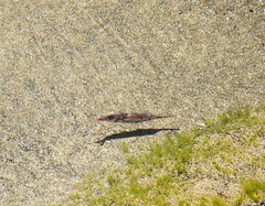 Macroramphosus