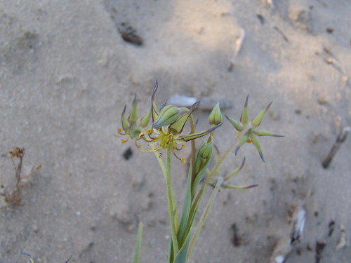Ornithoglossum viride (Ornithoglossum viride)