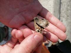 Hipparchia statilinus