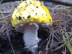 Amanita muscaria formosa