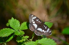 Limenitis doerriesi