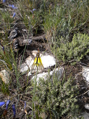 Libelloides baeticus