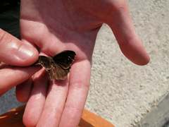 Hipparchia statilinus