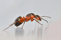 Formica polyctena