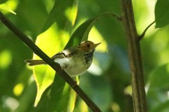 Abroscopus albogularis