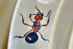 Formica polyctena