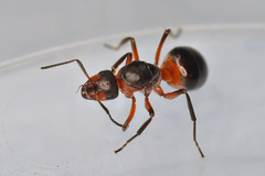 Formica polyctena