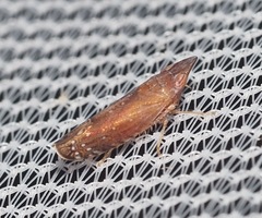 Scaphytopius rubellus