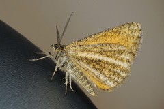 Isturgia limbaria