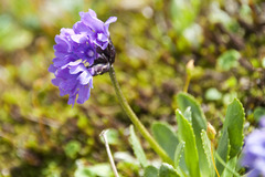 Primula glutinosa