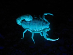 Hottentotta conspersus