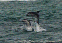 Sagmatias obscurus