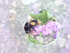 Bombus confusus