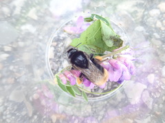 Bombus confusus