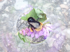 Bombus confusus
