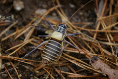 Lluciapomaresius stalii