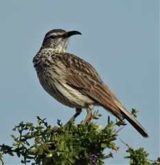 Certhilauda curvirostris