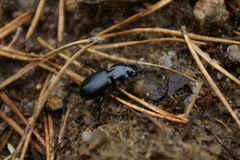 Pterostichus madidus