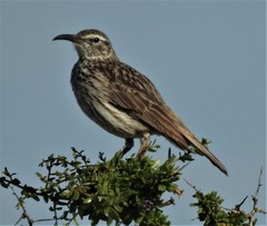 Certhilauda curvirostris