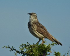 Certhilauda curvirostris