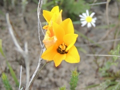 Ixia maculata