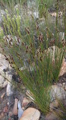 Hypodiscus synchroolepis