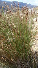 Hypodiscus synchroolepis