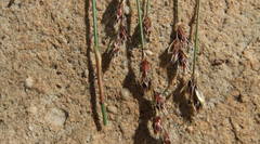 Hypodiscus synchroolepis