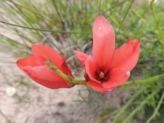 Ixia tenuifolia