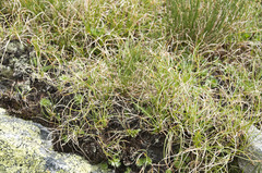 Carex curvula