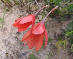 Ixia tenuifolia