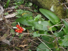 Haemanthus albiflos