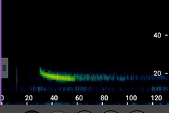 Nyctalus lasiopterus