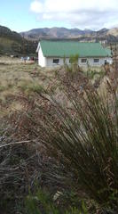 Rhodocoma fruticosa