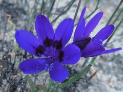 Codonorhiza azurea