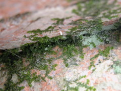 Chiloscyphus polyanthos