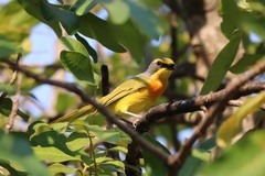 Telophorus sulfureopectus similis