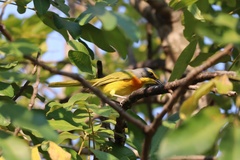 Telophorus sulfureopectus similis